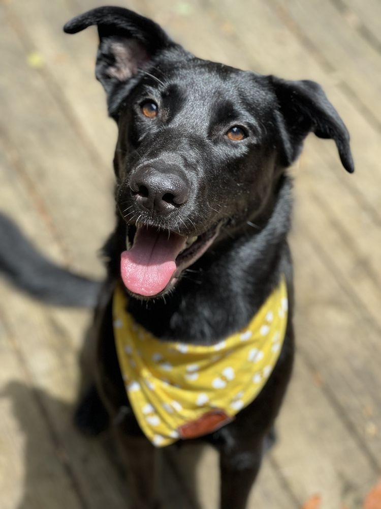 CHESTNUT MOUNTAIN ANIMAL HOSPITAL Updated October 2024 28 Photos