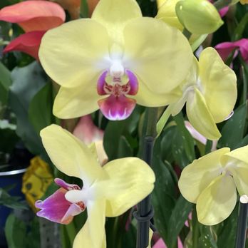 Publix Super Markets - Moth orchids - Grocery Near Me - Plantation, Florida Publix Super Markets - Moth orchids - Grocery Near Me - Plantation, Florida
