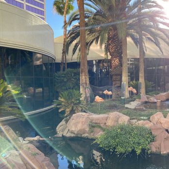 Flamingo Las Vegas - Flamingo habitat - Hotels Near Me - Las Vegas, Nevada