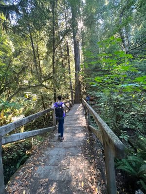 Jedediah Smith Redwoods State Park by null