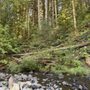Gales Creek Campground