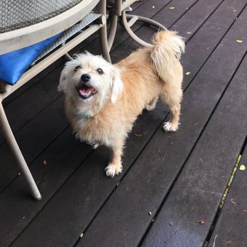 Pampered Pets Hawaii - Pet Sitting Near Me Pampered Pets Hawaii - Pet Sitting Near Me