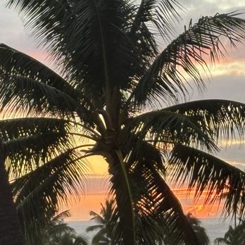 Deck. - Palm trees at sunset, as viewed from the pool deck - Hawaiian Near Me - Honolulu, Hawaii