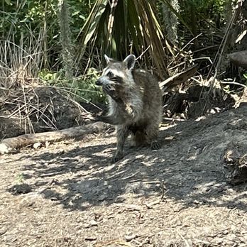 Airboat Adventures - Trash pandas waiting for marshmallows! - Boat Tours Near Me - Lafitte, Louisiana