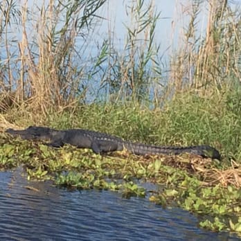 Marsh Beast Airboat Tours - Gators!! - Boat Tours Near Me - Vero Beach, Florida Marsh Beast Airboat Tours - Gators!! - Boat Tours Near Me - Vero Beach, Florida
