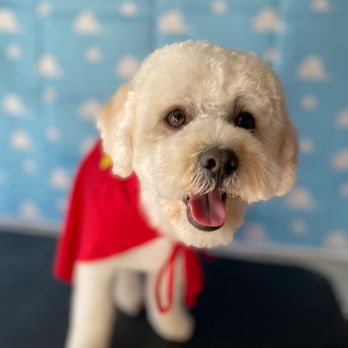 Marvelpup - Pet Groomers Near Me
