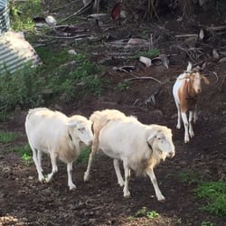 Green Lions Farm B&B - Our new sheep & goat friends