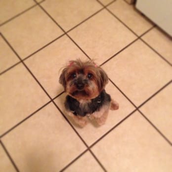Picture Perfect Pet Grooming - Kiki - Pet Groomers Near Me - Marina, California Picture Perfect Pet Grooming - Kiki - Pet Groomers Near Me - Marina, California