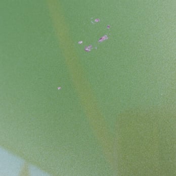 Royal Auto Spa - Bug splat - Car Wash Near Me - Mesquite, Texas Royal Auto Spa - Bug splat - Car Wash Near Me - Mesquite, Texas