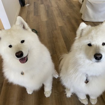 Divine Canine Spa - Two Samoyeds just groomed - Pet Groomers Near Me