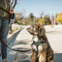 Aloha Positive Dog Training - Bear giving excellent eye contact.