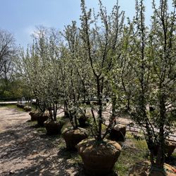 Wasco Nursery & Garden Center
