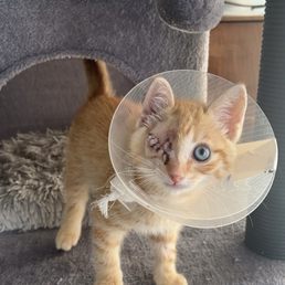 Pirate after his surgery with Dr. Sutter