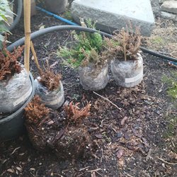 Singing Tree Gardens & Nursery - 5 dead heather and 1 almost dead.  150 bucks DOWN THE DRAIN!  They came MOLDY and crunchy. So disappointing.