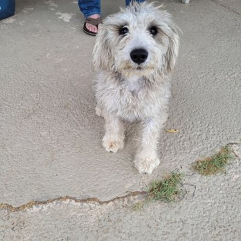 Cookies N Clean - Before... - Pet Groomers Near Me - Phoenix, Arizona Cookies N Clean - Before... - Pet Groomers Near Me - Phoenix, Arizona