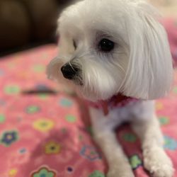 Rachel Ann's Country Clips Pet Grooming