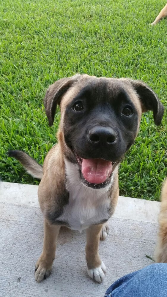 Cypress Pet Sitters Image