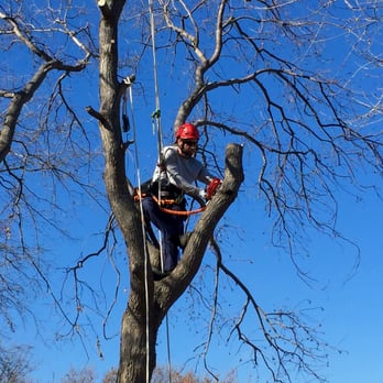 Cambium Tree Care - Tallow Take Down - Tree Services Near Me
