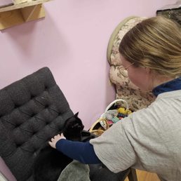 This is one of the permanent cats - Onyx. This is one of the permanent cats - Onyx.
