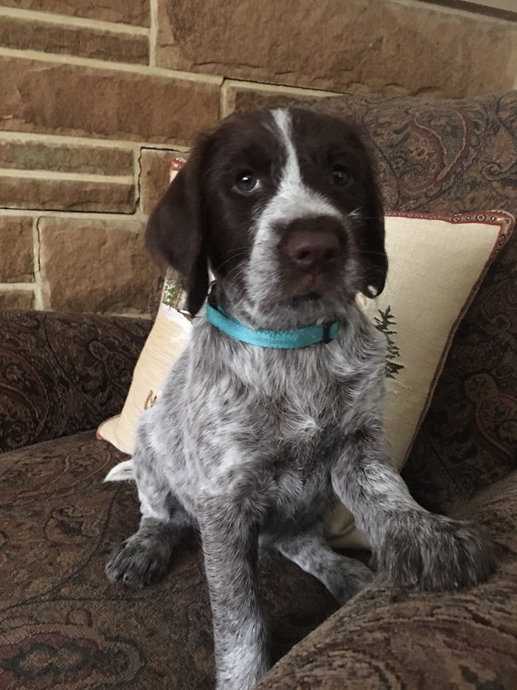 FAMILY PET CENTER ALL CREATURES Updated October 2024 4680 Mahoning Ave NW, Warren, Ohio