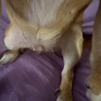 Pet Pawlour - This is the hair on her belly - Pet Groomers Near Me - Staten Island, New York Pet Pawlour - This is the hair on her belly - Pet Groomers Near Me - Staten Island, New York
