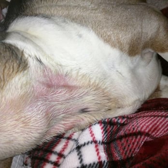 Laurel Acres Kennels - Pet Sitting Near Me - Hillsboro, Oregon