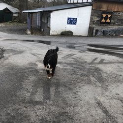Landgasthof Xaver's Ranch - Das Begrüßungskomitee :-)