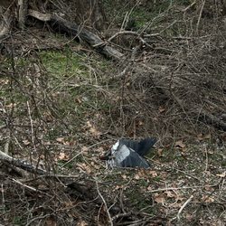 Manson Pike Trailhead - dead bird