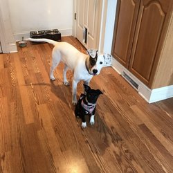 Pets Plus Natural  - We adopted Gianna (the white dog)I would definitely recommend pets plus Bensalem for a puppy!