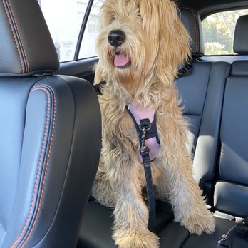 Pour La Pooch - On the way to the groomer - Pet Groomers Near Me - Los Angeles, California Pour La Pooch - On the way to the groomer - Pet Groomers Near Me - Los Angeles, California