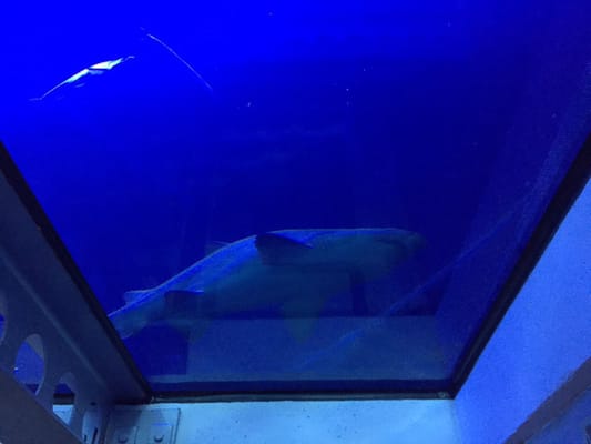 National Marine Aquarium by null