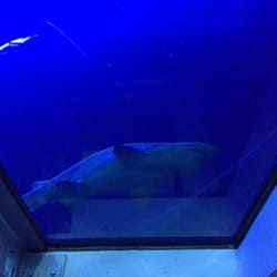 National Marine Aquarium