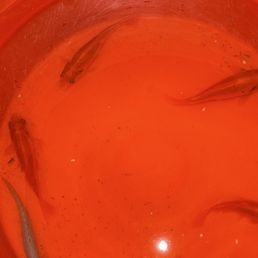 Free goldfish call me 7023066850