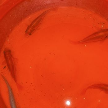 Blue Reef Aquatics - Free goldfish call me 7023066850 - Aquarium Services Near Me - North Las Vegas, Nevada