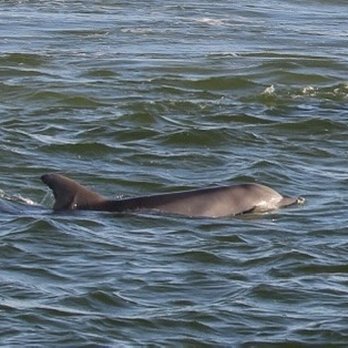 Southern Rose Dolphin Cruises - Bottlenose dolphin - Boat Charters Near Me Southern Rose Dolphin Cruises - Bottlenose dolphin - Boat Charters Near Me