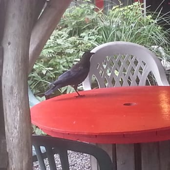 Wildside Grill - Looks like this bird knows where to eat in Tofino. - Seafood Near Me Wildside Grill - Looks like this bird knows where to eat in Tofino. - Seafood Near Me
