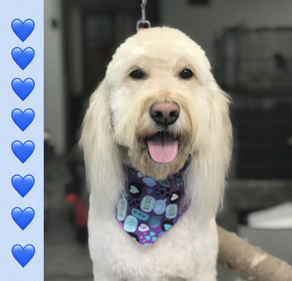 HAIR OF THE DOG GROOMING SALON Updated September 2024 28 Photos