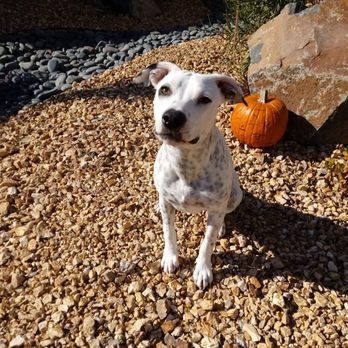 vca mission animal and bird