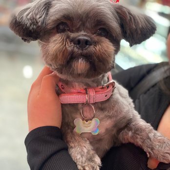 Colonies Pet Grooming - Groom doggo - Pet Groomers Near Me - Upland, California Colonies Pet Grooming - Groom doggo - Pet Groomers Near Me - Upland, California