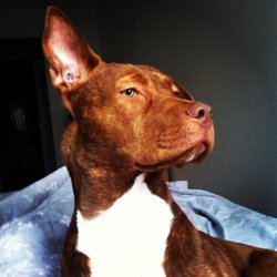 Dog Walkers Vancouver