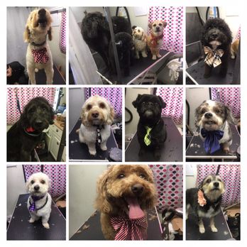 happy puppy dog grooming