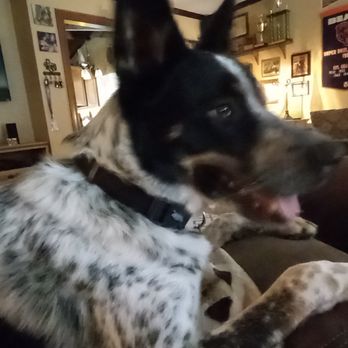 DASH Dog Rescue - Community Service/Non-Profit Near Me DASH Dog Rescue - Community Service/Non-Profit Near Me