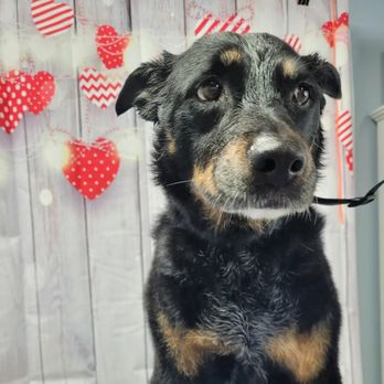 Groovy Grooming - Pet Groomers Near Me Groovy Grooming - Pet Groomers Near Me