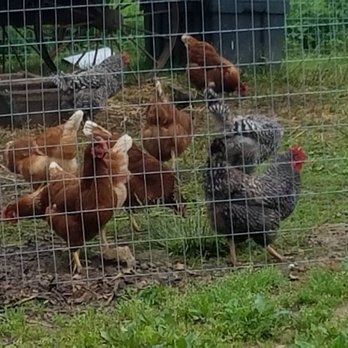 Cromwell Valley Park - Chickens & Roosters - Parks Near Me - Parkville, Maryland Cromwell Valley Park - Chickens & Roosters - Parks Near Me - Parkville, Maryland