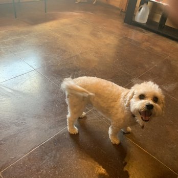 Paws And Tails Hotel - Another guest for the weekend - Pet Boarding Near Me - Bristol, Virginia Paws And Tails Hotel - Another guest for the weekend - Pet Boarding Near Me - Bristol, Virginia