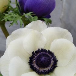 Petalland Flower and Herb Farm