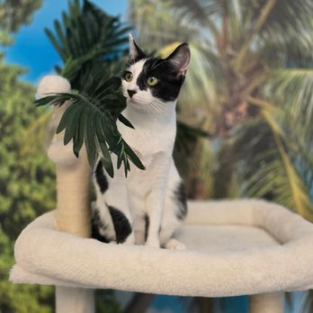 Pawbuddies - Oreo - Pet Boarding Near Me - Boca Raton, Florida Pawbuddies - Oreo - Pet Boarding Near Me - Boca Raton, Florida
