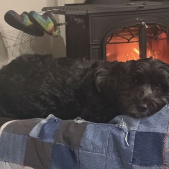 C & C Timber - Rosie in front of the fire - Firewood Near Me - Kingston, Washington C & C Timber - Rosie in front of the fire - Firewood Near Me - Kingston, Washington