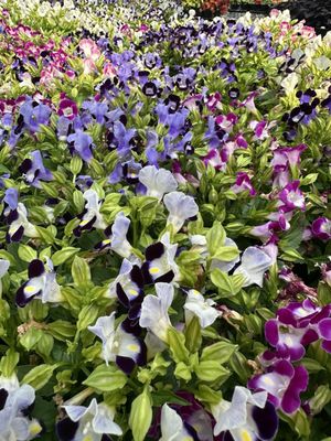 Georgia Bluebird Greenhouses