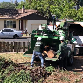 All Stars Tree Service - Removing cypress debris - Tree Services Near Me - Novato, California